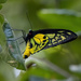 Wallace's Golden Birdwing - Photo (c) Mitch Rose, some rights reserved (CC BY-NC), uploaded by Mitch Rose