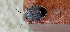 Holcostethus albipes