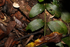 Scaevola enantophylla