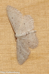 Idaea minuscularia