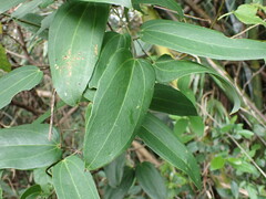 Dioscorea cirrhosa