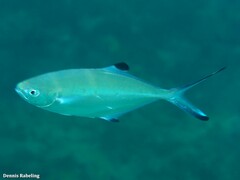 Trachinotus ovatus