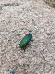 Buprestis adjecta