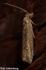 Bactra