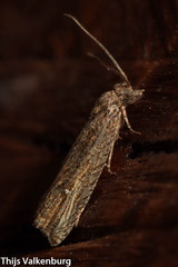 Bactra