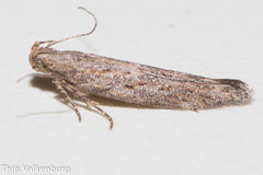 Scrobipalpa