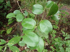 Smilax china