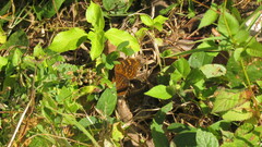 Junonia chorimene