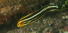 Plectorhinchus polytaenia