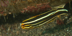Plectorhinchus polytaenia