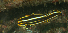 Plectorhinchus polytaenia