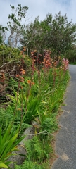 Watsonia borbonica