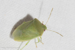 Acrosternum millierei