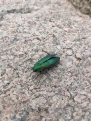 Buprestis adjecta
