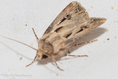 Agrotis spinifera