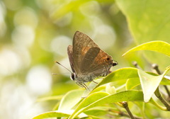 Deudorix epijarbas