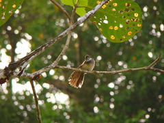 Rhipidura javanica