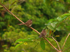 Rhipidura javanica