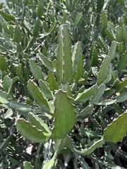 Euphorbia antiquorum