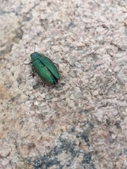 Buprestis adjecta
