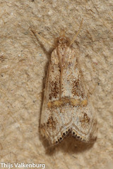Euchromius cambridgei