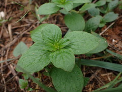 Spermacoce latifolia