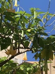 Brugmansia