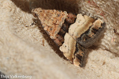 Pseudozarba bipartita