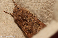Agrotis lata