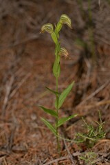 Pterostylis
