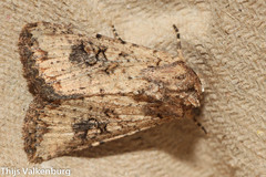 Mythimna languida