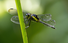Agrionoptera longitudinalis