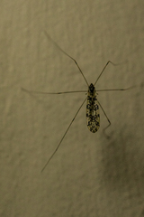 Discobola australis
