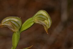 Pterostylis