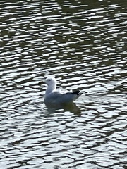 Ichthyaetus audouinii