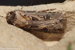 Agrotis sabulosa