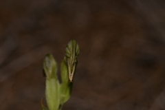 Pterostylis