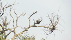 Streptopelia hypopyrrha