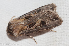 Agrotis sabulosa
