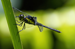 Agrionoptera longitudinalis