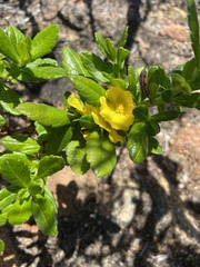 Hibbertia serrata