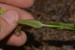 Pterostylis