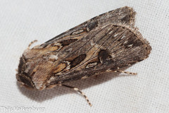 Agrotis sabulosa