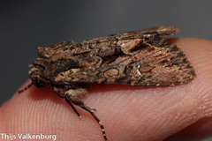 Mniotype occidentalis