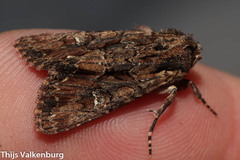 Mniotype occidentalis