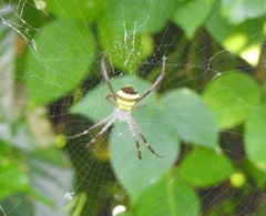 Argiope anasuja