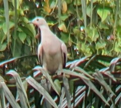 Ducula bicolor