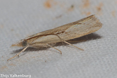 Agriphila trabeatellus