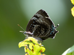 Arhopala adherbal