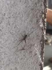 Tegenaria ferruginea